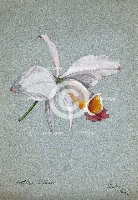 An orchid (Cattleya Eldorado): flower only, 1899. Creator: Unknown.