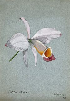 An orchid (Cattleya Eldorado): flower only, 1899. Creator: Unknown
