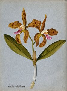 An orchid (Cattleya Schofieldianum): flowering stem. Creator: Unknown