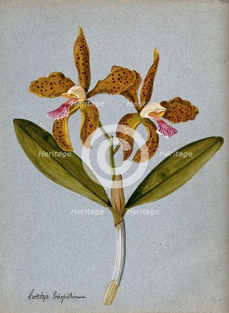 An orchid (Cattleya Schofieldianum): flowering stem. Creator: Unknown.
