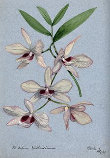 An orchid (Dendrobium Dalhausianum): flowering stem, 1899. Creator: Unknown