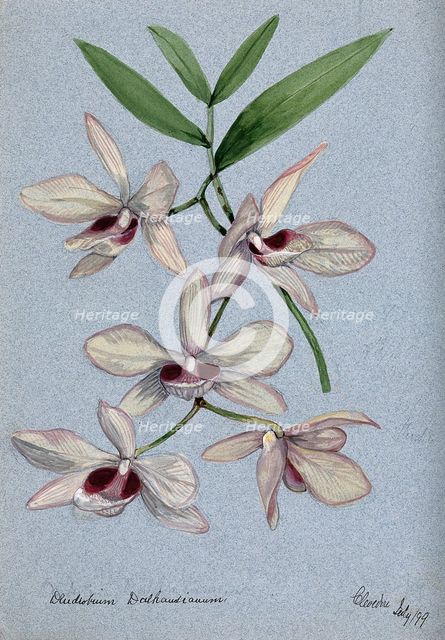 An orchid (Dendrobium Dalhausianum): flowering stem, 1899. Creator: Unknown.