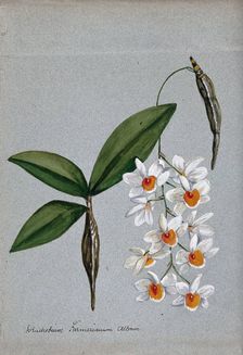 An orchid (Dendrobium farmerii var album): flowering stem and leaves. Creator: Unknown