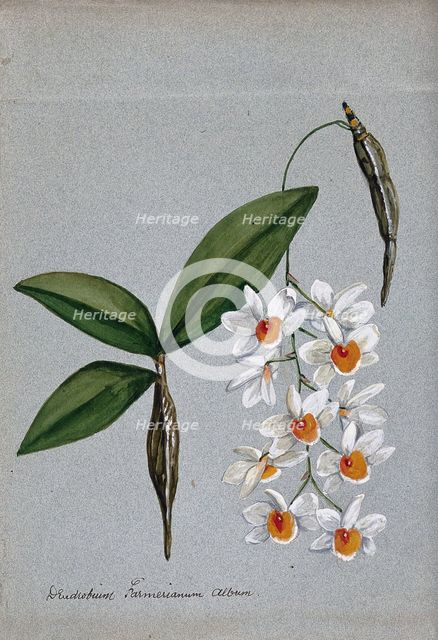 An orchid (Dendrobium farmerii var album): flowering stem and leaves. Creator: Unknown.