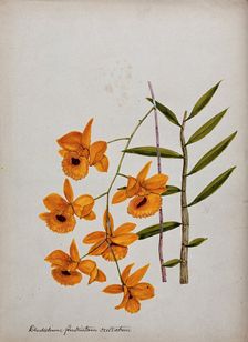 An orchid (Dendrobium fimbriatum var Oculatum): flowering stem and leaves. Creator: Unknown