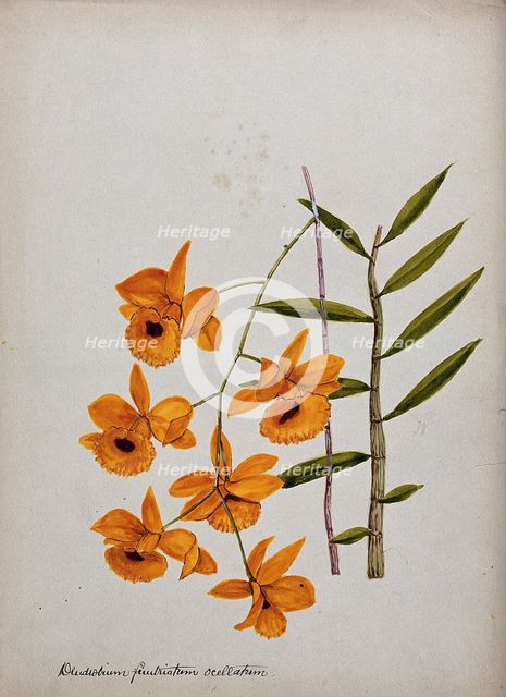 An orchid (Dendrobium fimbriatum var Oculatum): flowering stem and leaves. Creator: Unknown.
