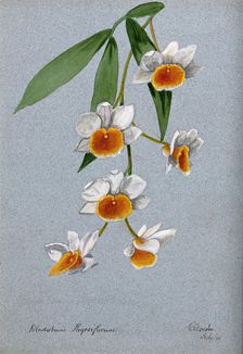 An orchid (Dendrobium thyrsiflorum): flowering stem, 1899. Creator: Unknown
