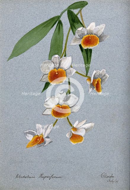 An orchid (Dendrobium thyrsiflorum): flowering stem, 1899. Creator: Unknown.