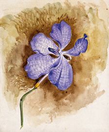 An orchid flower. Creator: Unknown