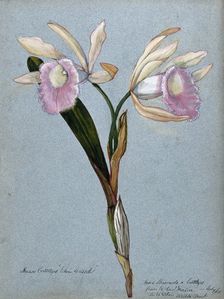 An orchid hybrid (Brassavola x Cattleya "Edwin Wheeler"): flowering stem, 1908. Creator: Unknown