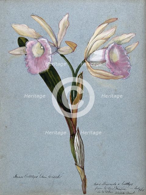 An orchid hybrid (Brassavola x Cattleya "Edwin Wheeler"): flowering stem, 1908. Creator: Unknown.