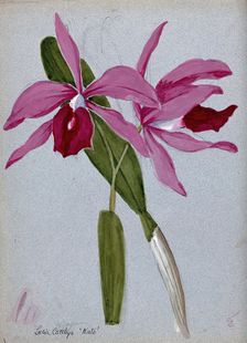 An orchid hybrid (Laelia x Cattleya "Kate"): flowering stem and leaves. Creator: Unknown