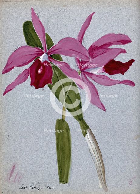 An orchid hybrid (Laelia x Cattleya "Kate"): flowering stem and leaves. Creator: Unknown.