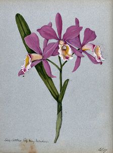 An orchid hybrid (Laelia x Cattleya "Lady Mary Measures"): flowering stem and leaves, 1907. Creator: Unknown