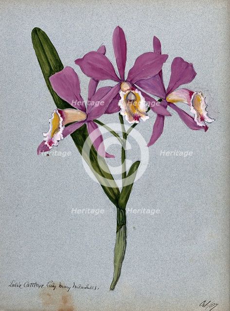 An orchid hybrid (Laelia x Cattleya "Lady Mary Measures"): flowering stem and leaves, 1907. Creator: Unknown.