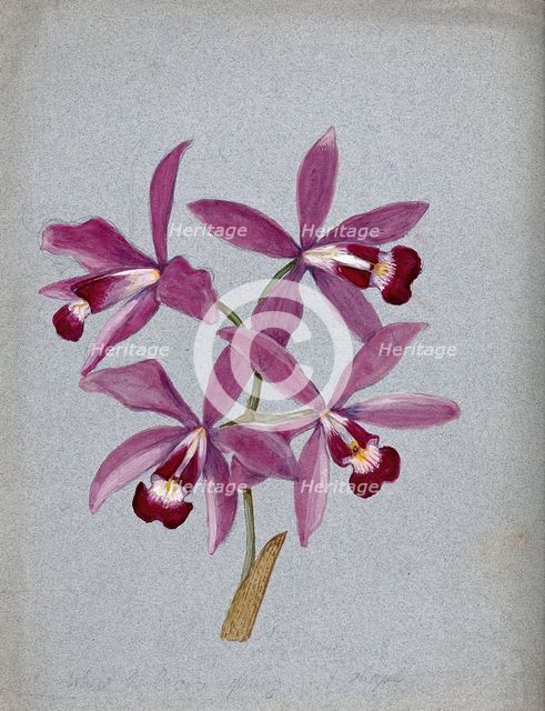 An orchid (?Laelia anceps): flowering stem. Creator: Unknown.