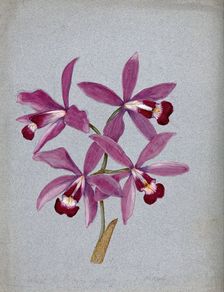 An orchid (?Laelia anceps): flowering stem. Creator: Unknown
