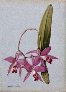 An orchid (Laelia anceps): flowering stem and leaves. Creator: Unknown