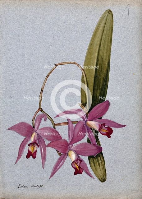 An orchid (Laelia anceps): flowering stem and leaves. Creator: Unknown.