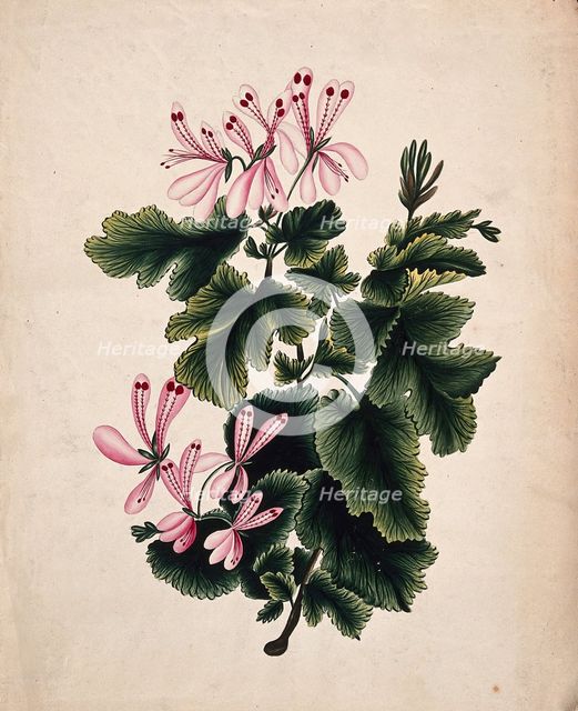 An ornamental geranium (Geranium species): flowering stem. Creator: Unknown.