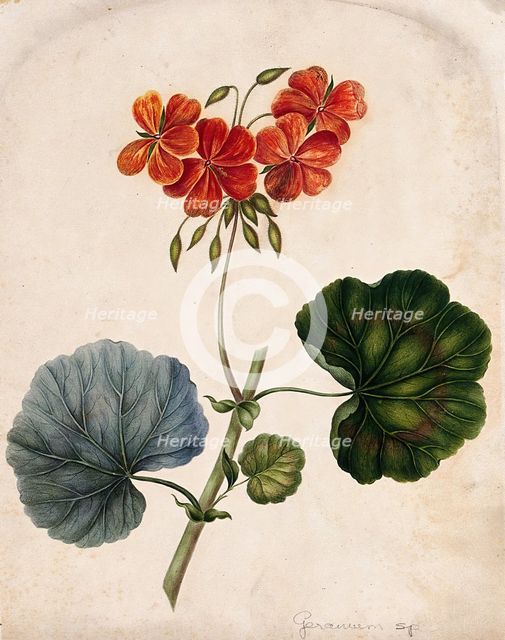 An ornamental geranium (Geranium species): flowering stem. Creator: Unknown.