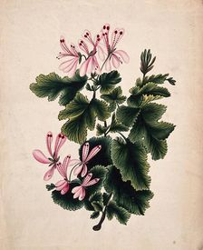 An ornamental geranium (Geranium species): flowering stem. Creator: Unknown