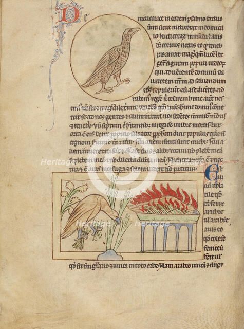 An Owl; Phoenixes; Northumberland Bestiary, about 1250-1260. Creator: Unknown.