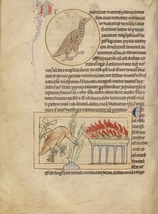 An Owl; Phoenixes; Northumberland Bestiary, about 1250-1260. Creator: Unknown
