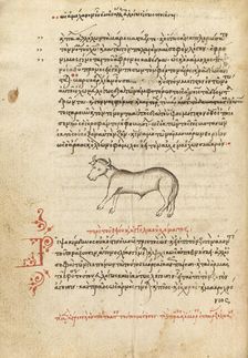 An Ox, 1510-1520. Creator: Unknown