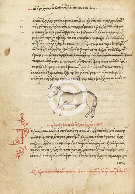 An Ox, 1510-1520. Creator: Unknown.