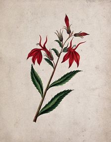 An unidentified flowering plant, c1890s. Creator: Etanmann