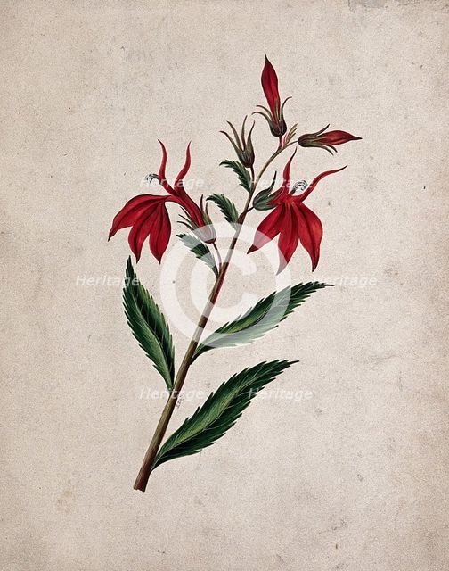 An unidentified flowering plant, c1890s. Creator: Etanmann.