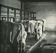 An Up-To-Date Milking-Shed at the Walker-Gordon Farm 1902. Creator: Unknown