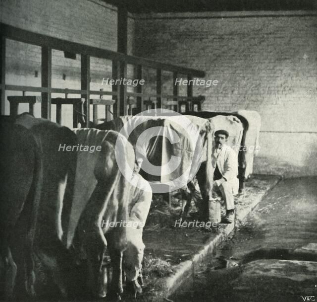 'An Up-To-Date Milking-Shed at the Walker-Gordon Farm', 1902. Creator: Unknown.