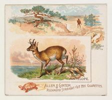Antelope, from Quadrupeds series (N41) for Allen & Ginter Cigarettes, 1890. Creator: Allen & Ginter