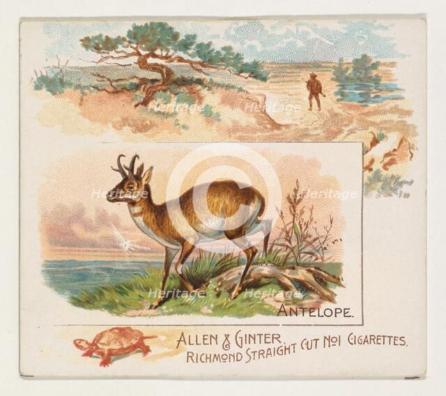 Antelope, from Quadrupeds series (N41) for Allen & Ginter Cigarettes, 1890. Creator: Allen & Ginter.