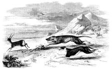 Antelope-Hunting in India - The Chase, 1858. Creator: Unknown