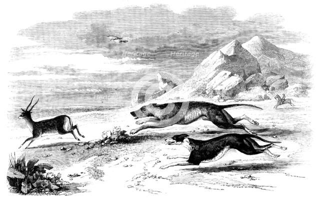 Antelope-Hunting in India - The Chase, 1858. Creator: Unknown.