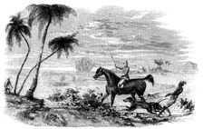Antelope-Hunting in India - Antelopes driven from Cover, 1858. Creator: Unknown