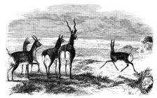 Antelope-Hunting in India - Antelopes Startled, 1858. Creator: Unknown