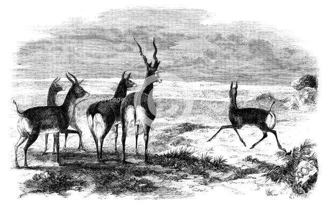 Antelope-Hunting in India - Antelopes Startled, 1858. Creator: Unknown.