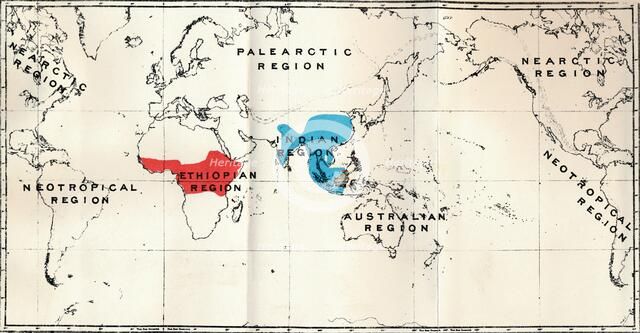 'Anthropoidea - Map distribution Genera Semnopithecus (Blue), Nasalis (Brown), Colobus (Red)', 1897. Artist: Unknown.