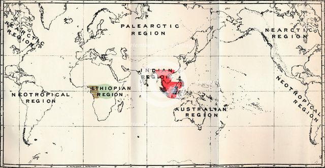 'Anthropoidea - Hylobates (Red), Simia (Blue), Gorilla (Brown), Anthropopithecus (Green)', 1897 Artist: Unknown.