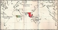 Anthropoidea - Hylobates (Red), Simia (Blue), Gorilla (Brown), Anthropopithecus (Green) 1897