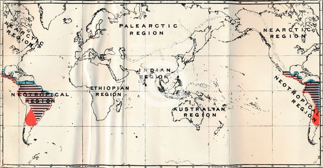 'Anthropoidea - V. Map distribution of Families Hapalidae (Red), and Cebidae (Blue), 1897. Artist: Unknown.