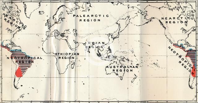 'Anthropoidea - V. Map distribution of Families Hapalidae (Red), and Cebidae (Blue), 1897. Artist: Unknown.