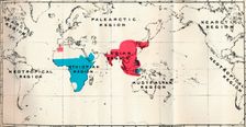 Anthropoidea - VI. Map distribution of various species (Blue) and Macacus (Red) 1897