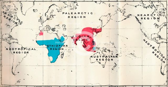 'Anthropoidea - VI. Map distribution of various species (Blue)  and Macacus (Red)', 1897. Artist: Unknown.