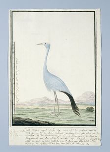 Anthropoides paradisea (Blue crane or Stanley crane), 1777-1786. Creator: Robert Jacob Gordon
