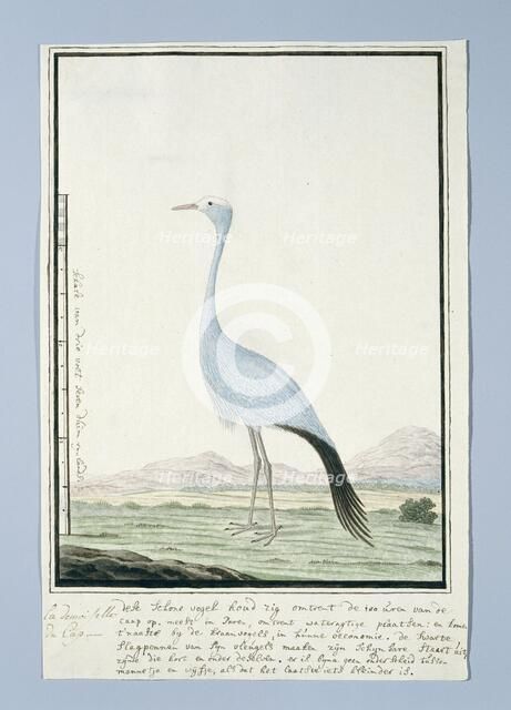 Anthropoides paradisea (Blue crane or Stanley crane), 1777-1786. Creator: Robert Jacob Gordon.